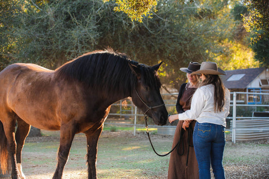 Aromatherapy for Horses - Online Course using Essential Oils
