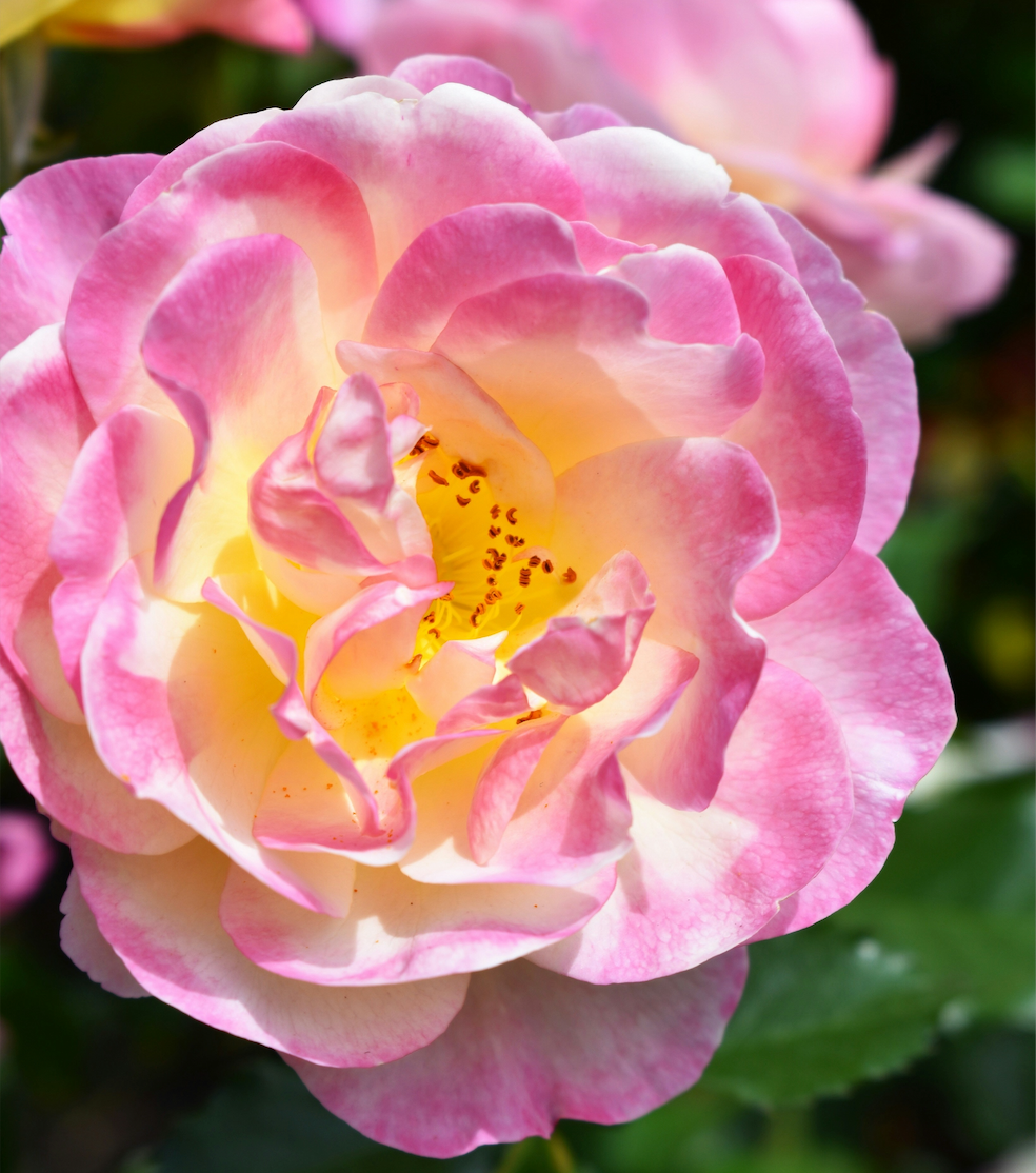 damask rose essential oil
