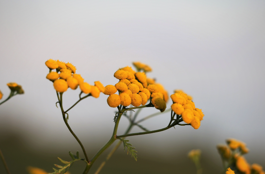 helichrysm plant oil